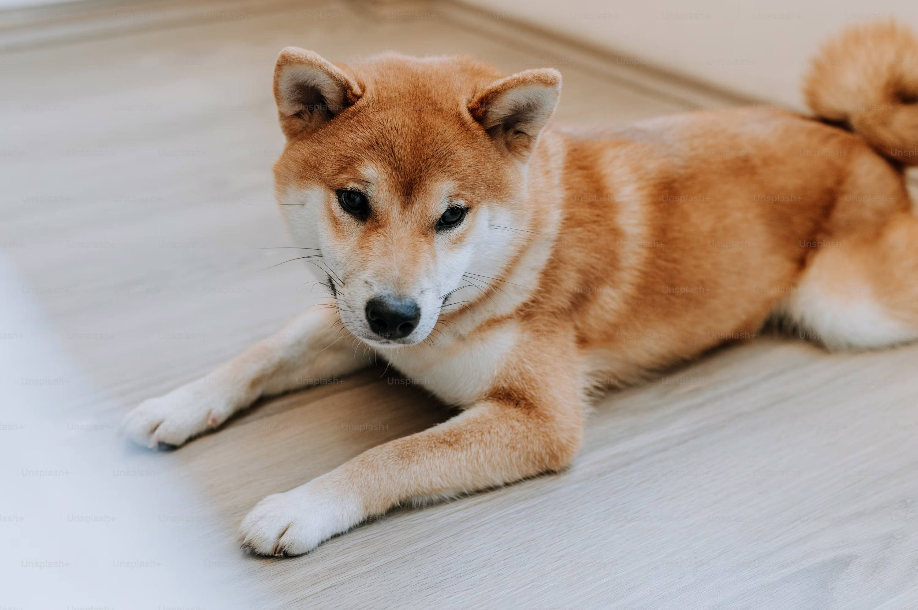 Shiba Inu Traders Pull Out 204 Billion SHIB as Futures Activity Plummets