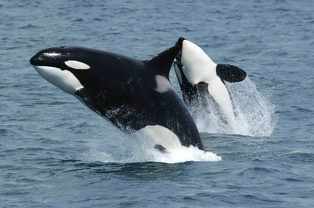 DEXE Surges Amidst Record Whale Activity and User Boom