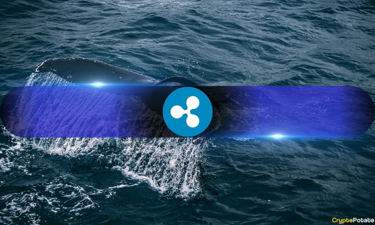 XRP Whales Shift Holdings, Binance Loses Favor