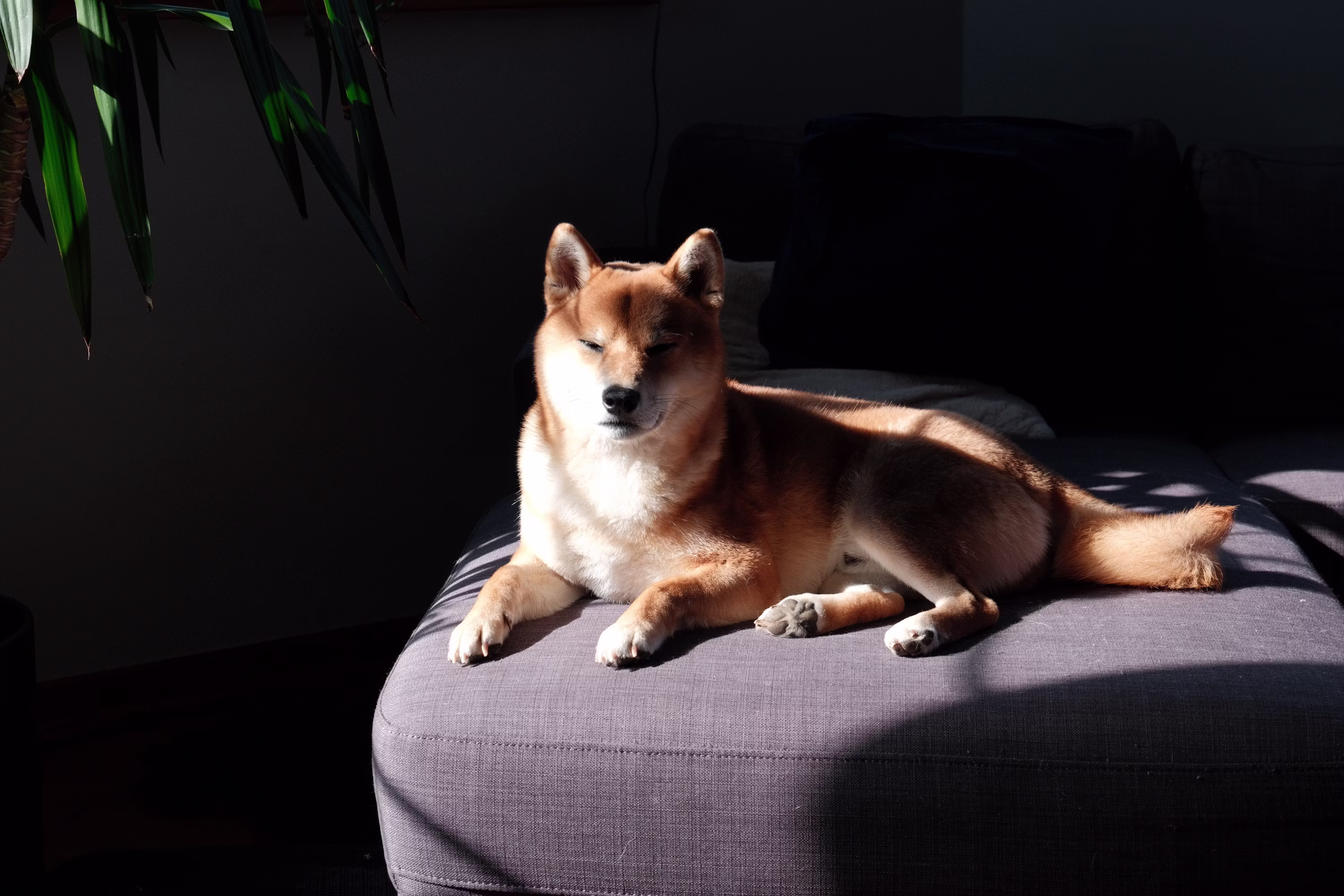 Dogecoin Poised for 300x Surge to $20, Analyst Predicts