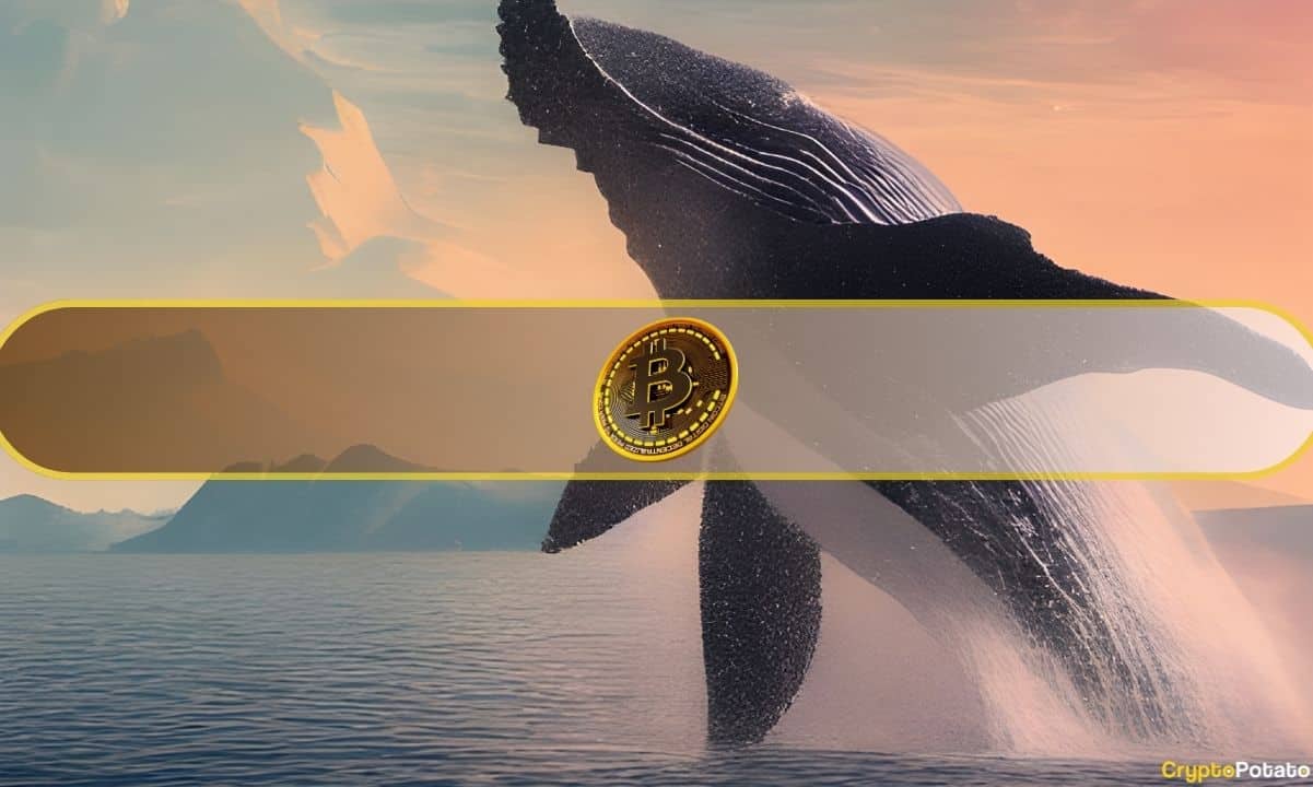 Bitcoin Whales Buy the Dip, Double Down on Rally