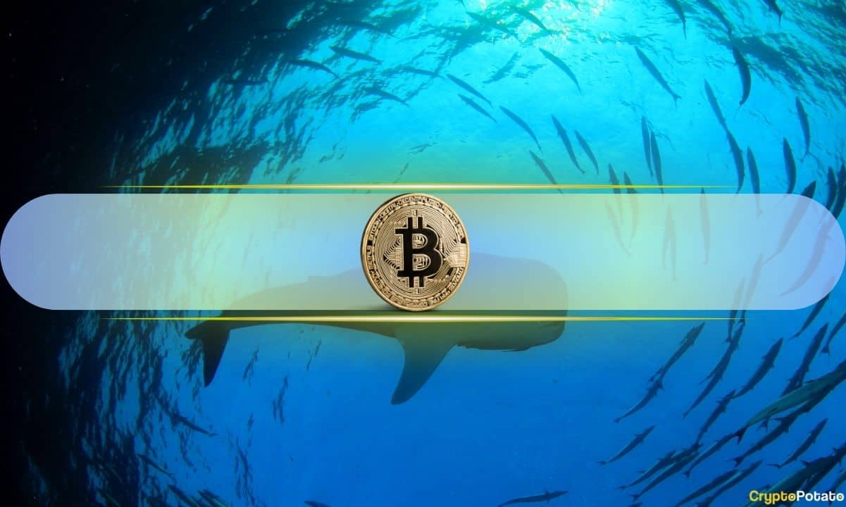 Bitcoin Whales Buy Again After Months of Selling